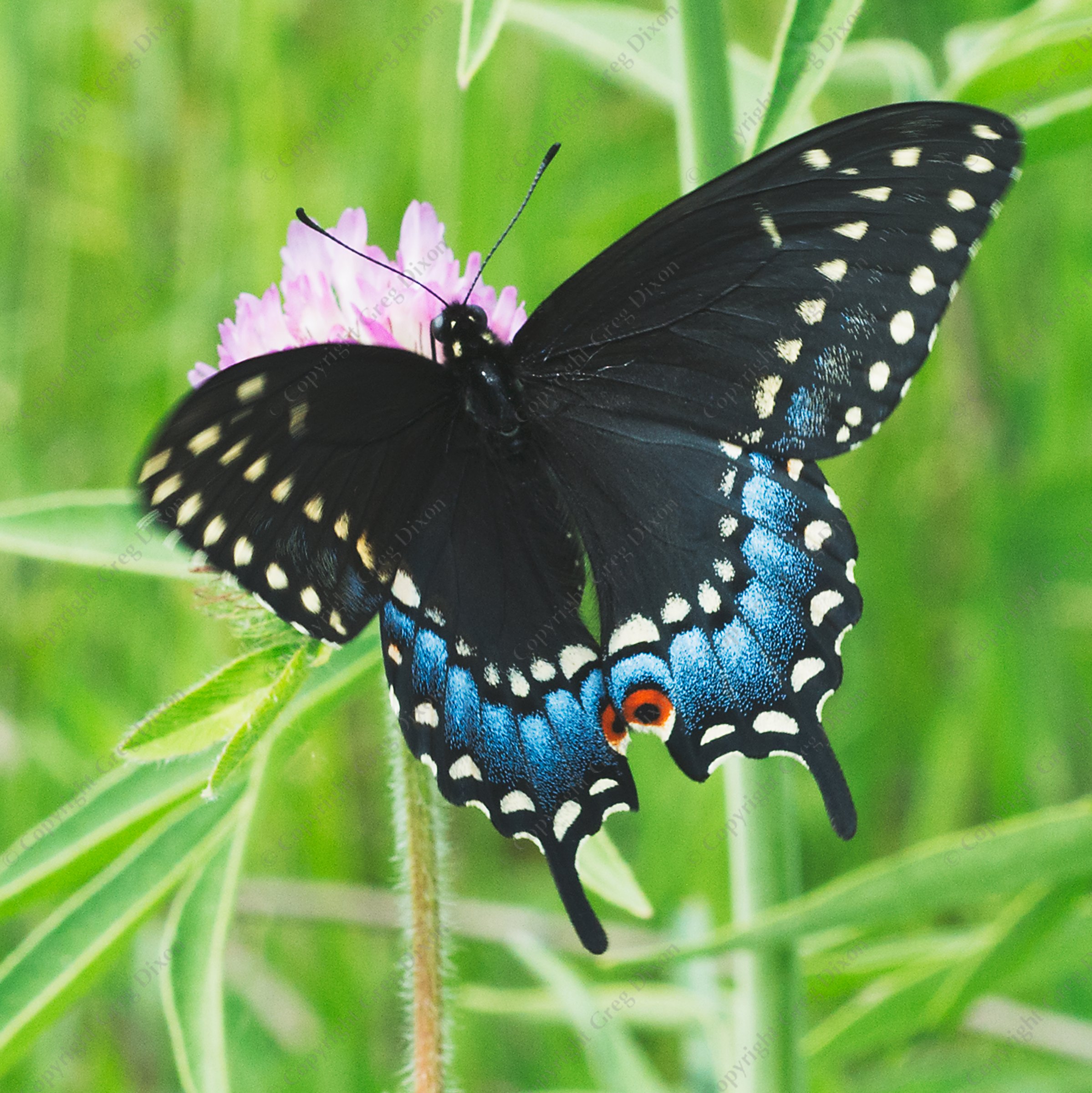 "Black Swallowtail and Clover"  Pheasant Branch Conservancy  Middleton, Wisconsin | Black Swallowtail Butterfly visits Purple Clover, also called Red Clover (Trifolium purpureum) at Pheasant Branch Conservancy on Wednesday, May 31, 2023 in Middleton, Wisconsin | Signature Edition Print by Greg Dixon | Digital Photograph