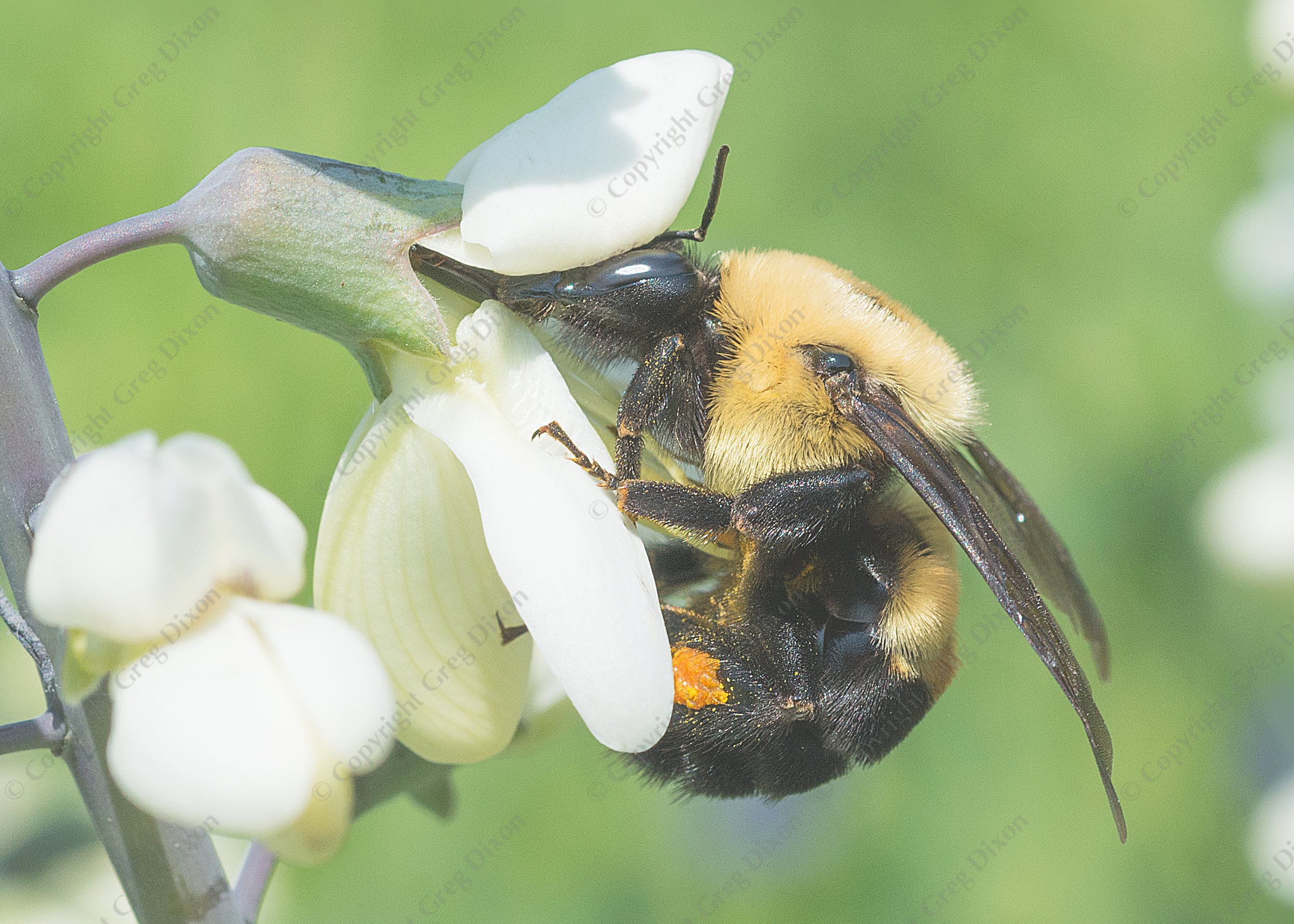"Brown Belted Bumble Bee and White Wild Indigo J1X_087"  Pheasant Branch Conservancy  Middleton, Wisconsin | A Brown Belted Bumble Bee queen (Bombus griseocollis) visits White Wild Indigo (Baptisia alba) at Pheasant Branch Conservancy on Thursday, June 8, 2023 in Middleton, Wisconsin | Limited Edition of 10 Prints by Greg Dixon | Digital Photograph