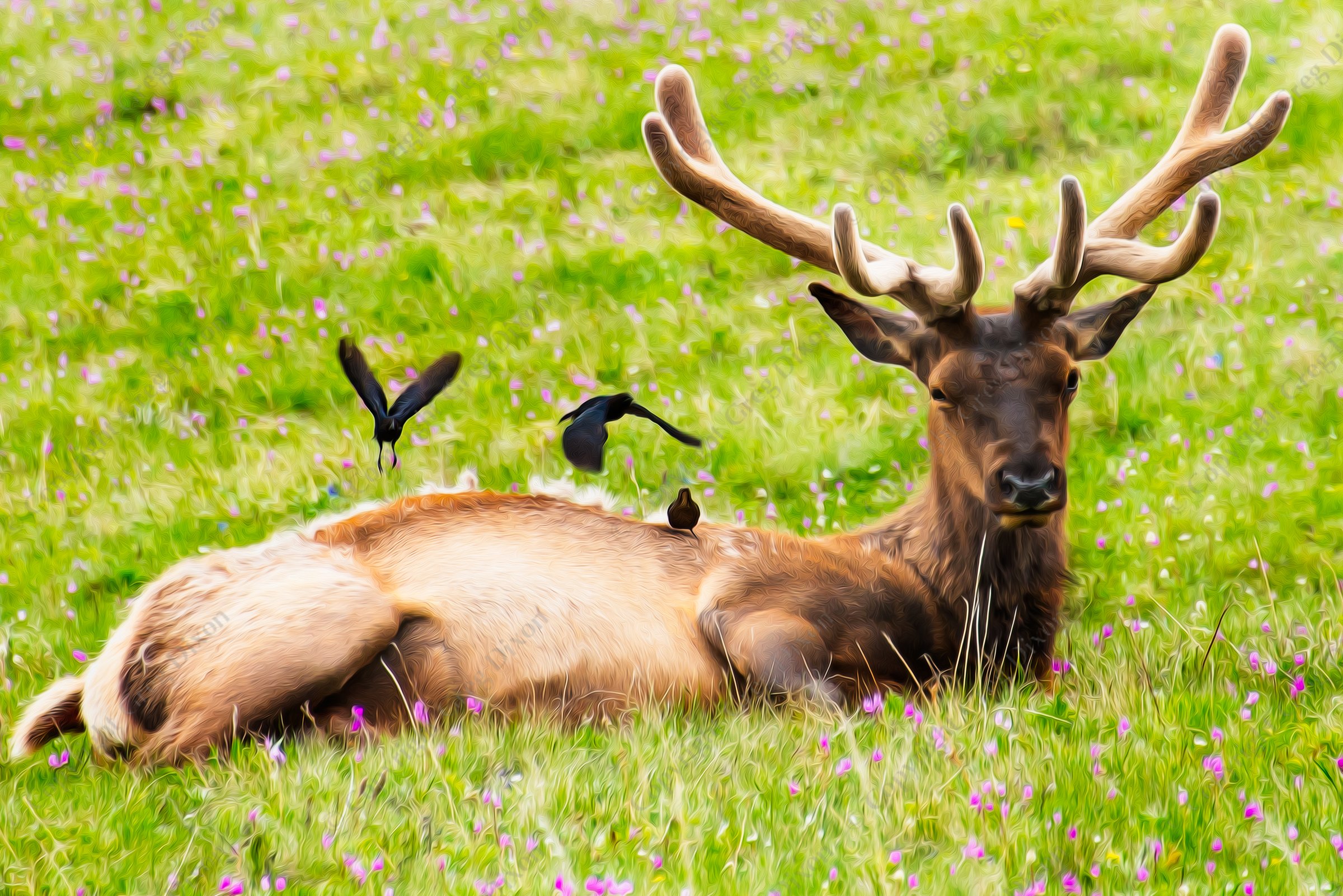 "Brown Velvet"  Yellowstone National Park  Lamar Valley | Tick birds land on a velvet antlered elk in a flower accented meadow in Yellowstone National Park's Lamar Valley on Tuesday, May 28, 2013 | Signature Edition Print by Greg Dixon | Digital Photograph with Digital Oil Painting Effect