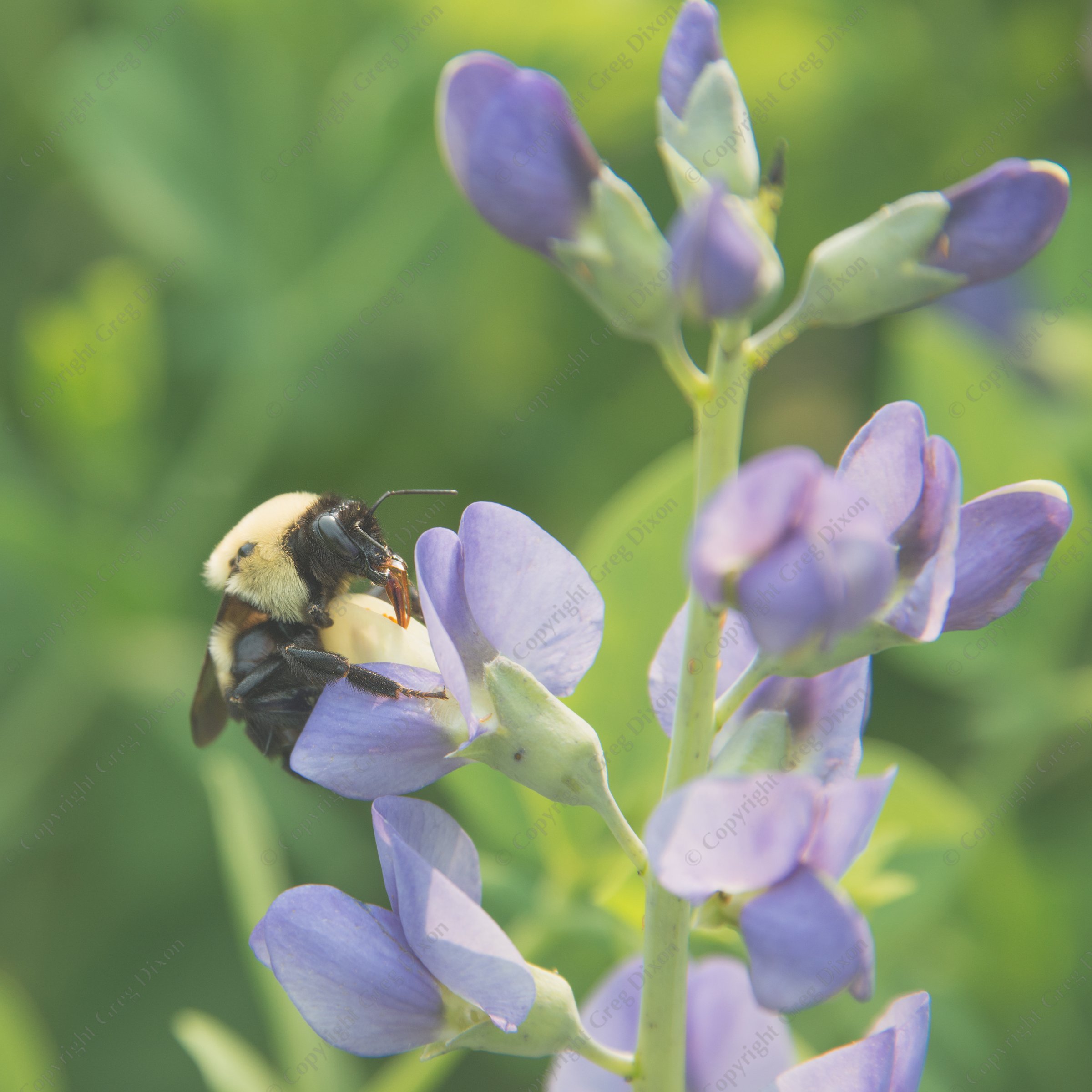 "Brown Belted Bumble Bee Queen and Blue Wild Indigo J1T_112"  Aldo Leopold Nature Center  Madison, Wisconsin | A Brown Belted Bumble Bee queen (Bombus griseocollis) sticks its tongue in a Wild Blue Indigo flower (Baptisia australis) at the Aldo Leopold Nature Center on Saturday, June 3, 2023 in Madison, Wisconsin | Limited Edition of 10 Prints by Greg Dixon | Digital Photograph