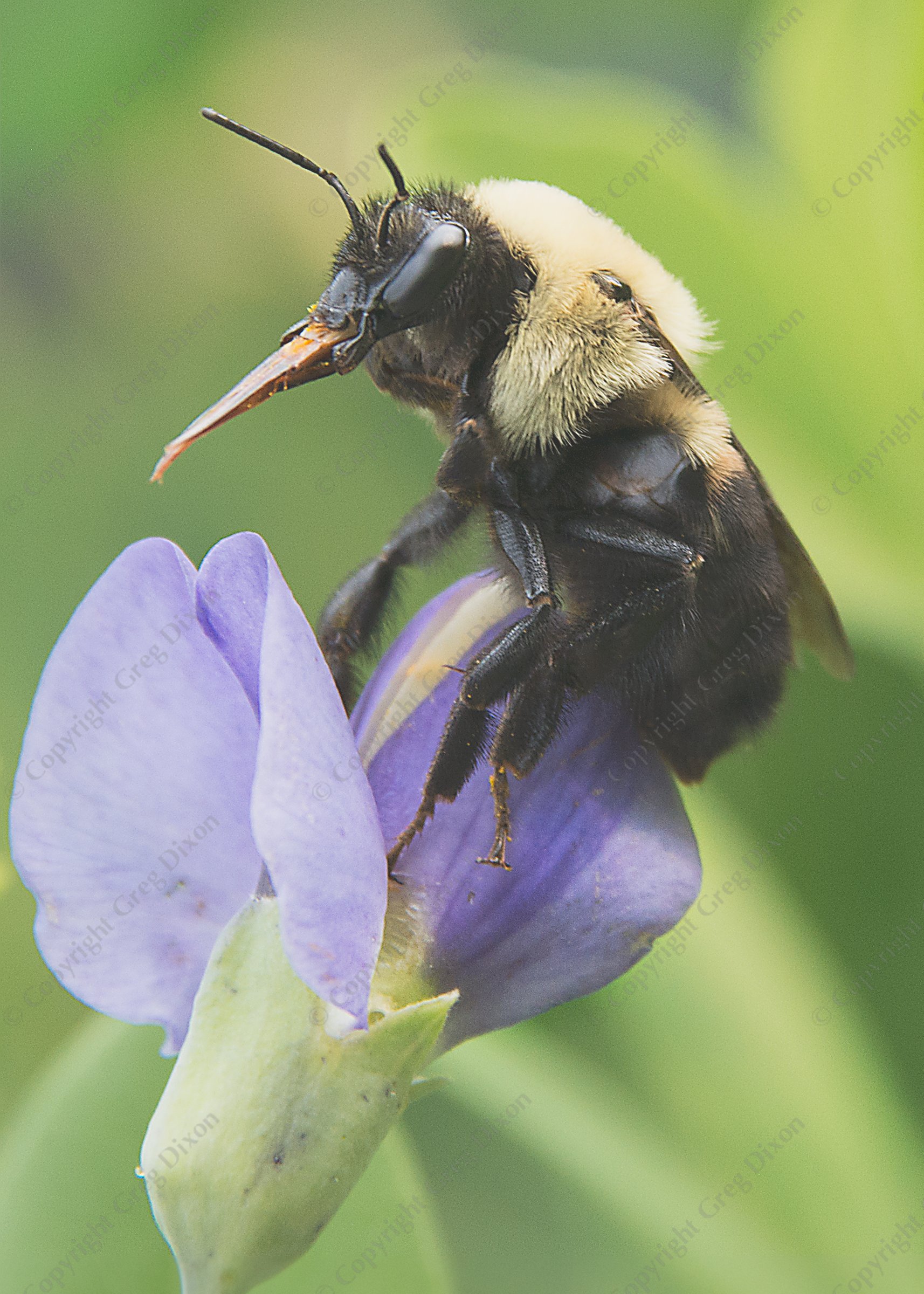 "Bumble Bee on Wild Blue Indigo J1T_137"  Aldo Leopold Nature Center  Madison, Wisconsin | A bumble bee queen sits on a Wild Blue Indigo flower (Baptisia australis) at the Aldo Leopold Nature Center on Sunday, June 4, 2023 in Madison, Wisconsin | Limited Edition of 10 Prints by Greg Dixon | Digital Photograph