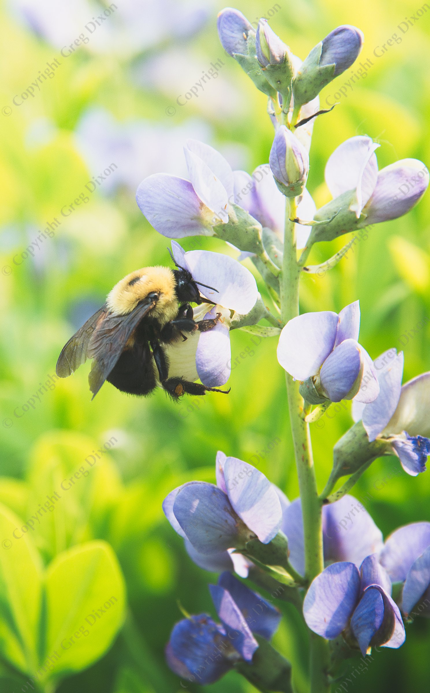 "Bumble Bee and Blue Wild Indigo J1T_088"  Pheasant Branch Conservancy | A Brown Belted Bumble Bee queen (Bombus griseocollis) sips nectar from a Wild Blue Indigo (Baptisia australis) at the Aldo Leopold Nature Center on Saturday, June 3, 2023 in Madison, Wisconsin | Signature Edition Print by Greg Dixon | Digital Photograph
