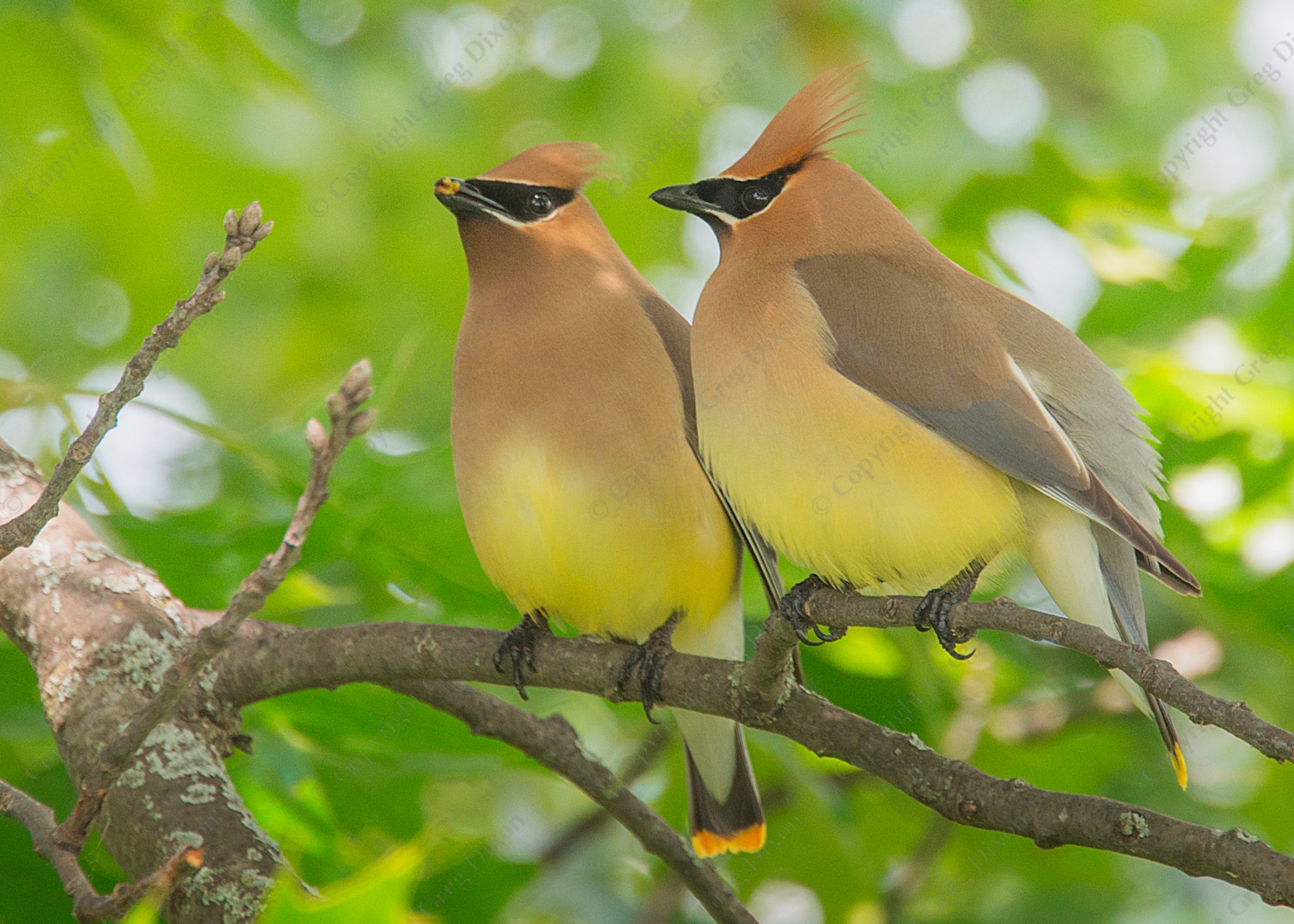 "Cedar Waxwings"  Pheasant Branch Conservancy  Middleton, Wisconsin | A Cedar Waxwing (Bombycilla cedrorum) eyes a berry or something in its buddy or parent's beak at Pheasant Branch Conservancy on Thursday, May 29, 2025 in Middleton, Wisconsin | Limited Edition of 10 Prints by Greg Dixon | Digital Photograph