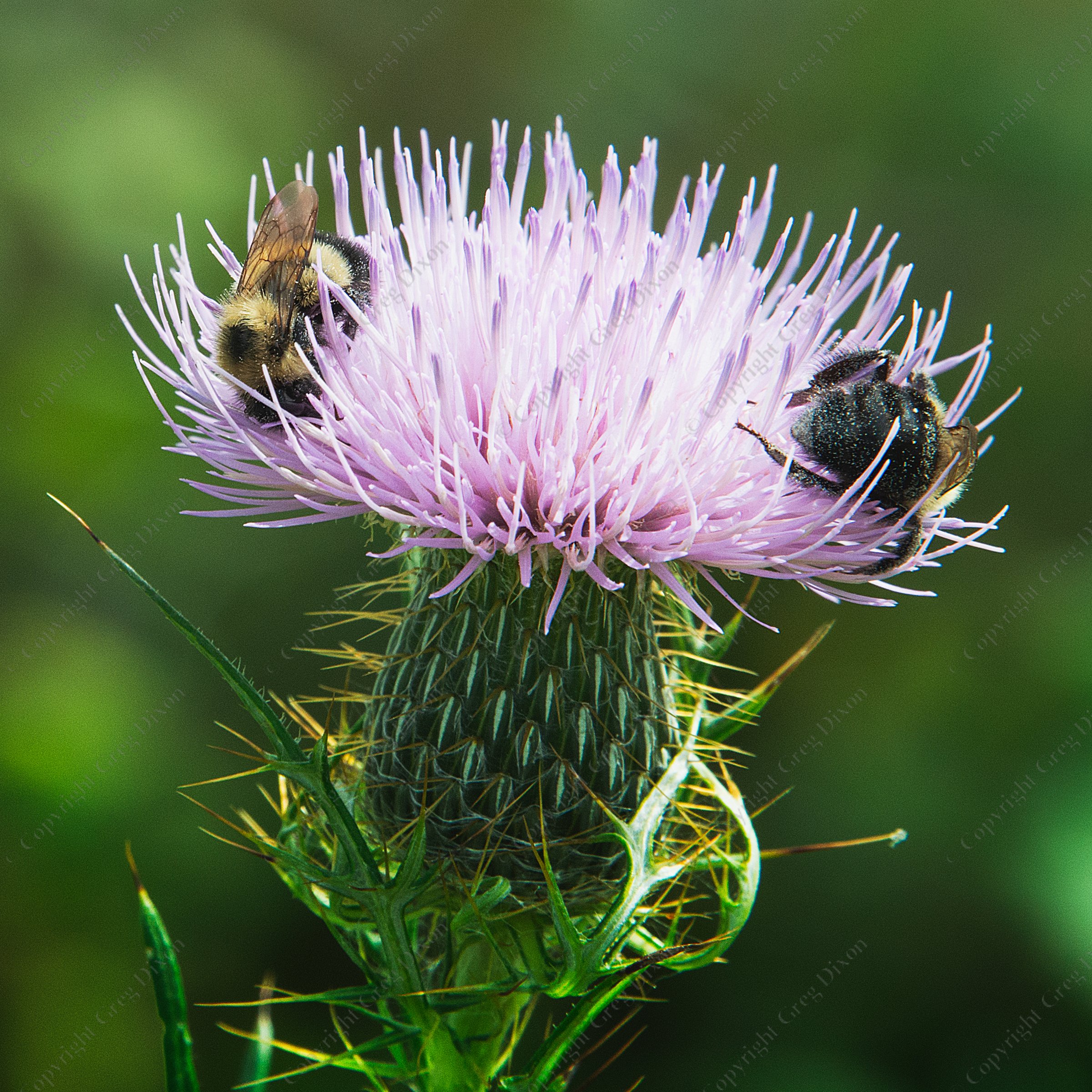 "Field Thistle and Bumble Bees"  Lake Wissota State Park  Chippewa Falls, Wisconsin | Field Thistle (Cirsium discolor) is a native Wisconsin thistle, unlike the invasive species from Europe and Asia. This bloom is visited by two bumblebees at Lake Wissota State Park on Sunday, Aug. 17, 2025 near Chippewa Falls, Wisconsin | Limited Edition of 10 Prints by Greg Dixon | Digital Photograph