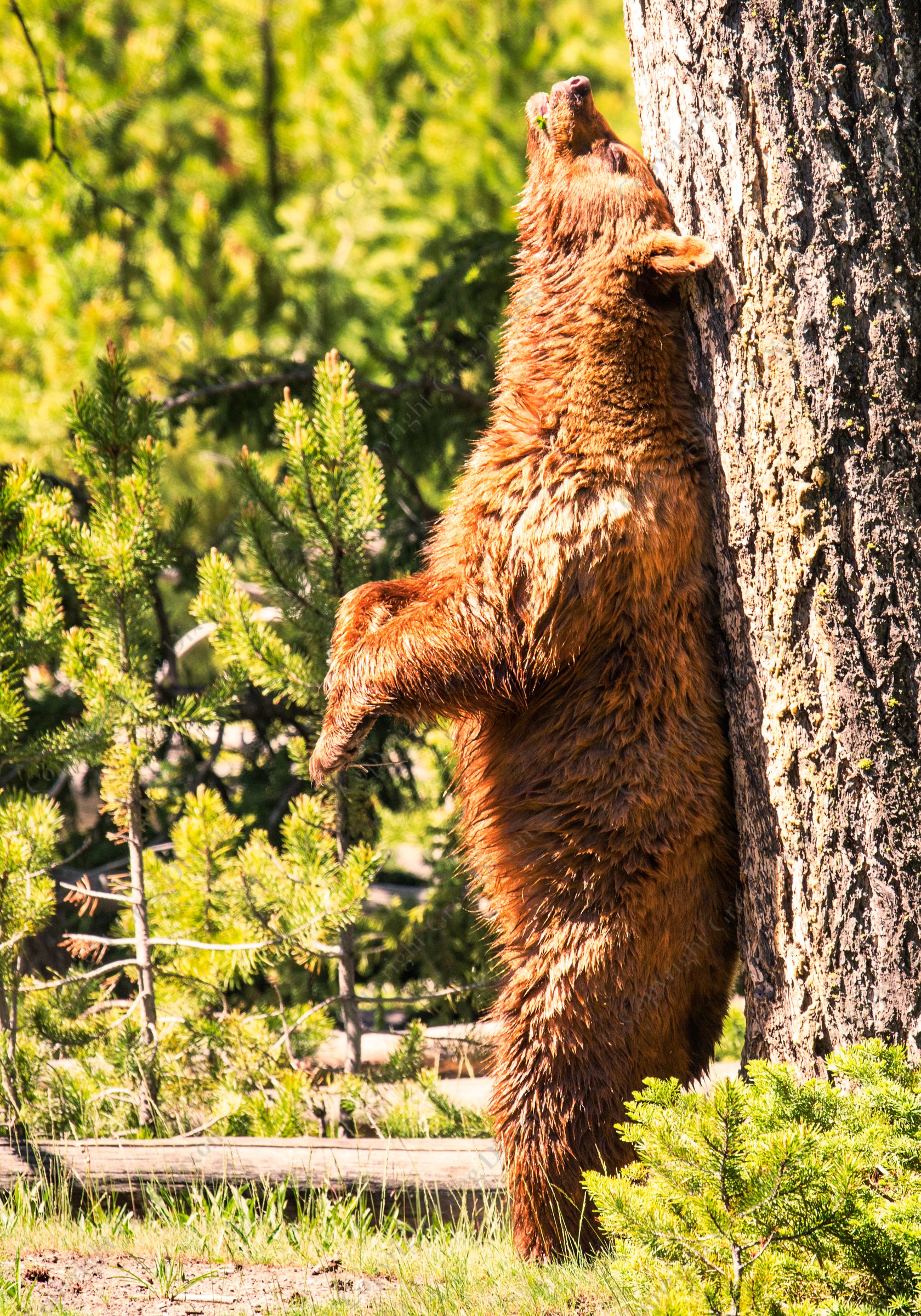 "Grizzly Bear Love Tree"  Yellowstone National Park  Madison River | A grizzly bear rubs his back on a tree in the morning sun along Yellowstone's Madison River on Friday, June 6, 2014 | Signature Edition Print by Greg Dixon | Digital Photograph