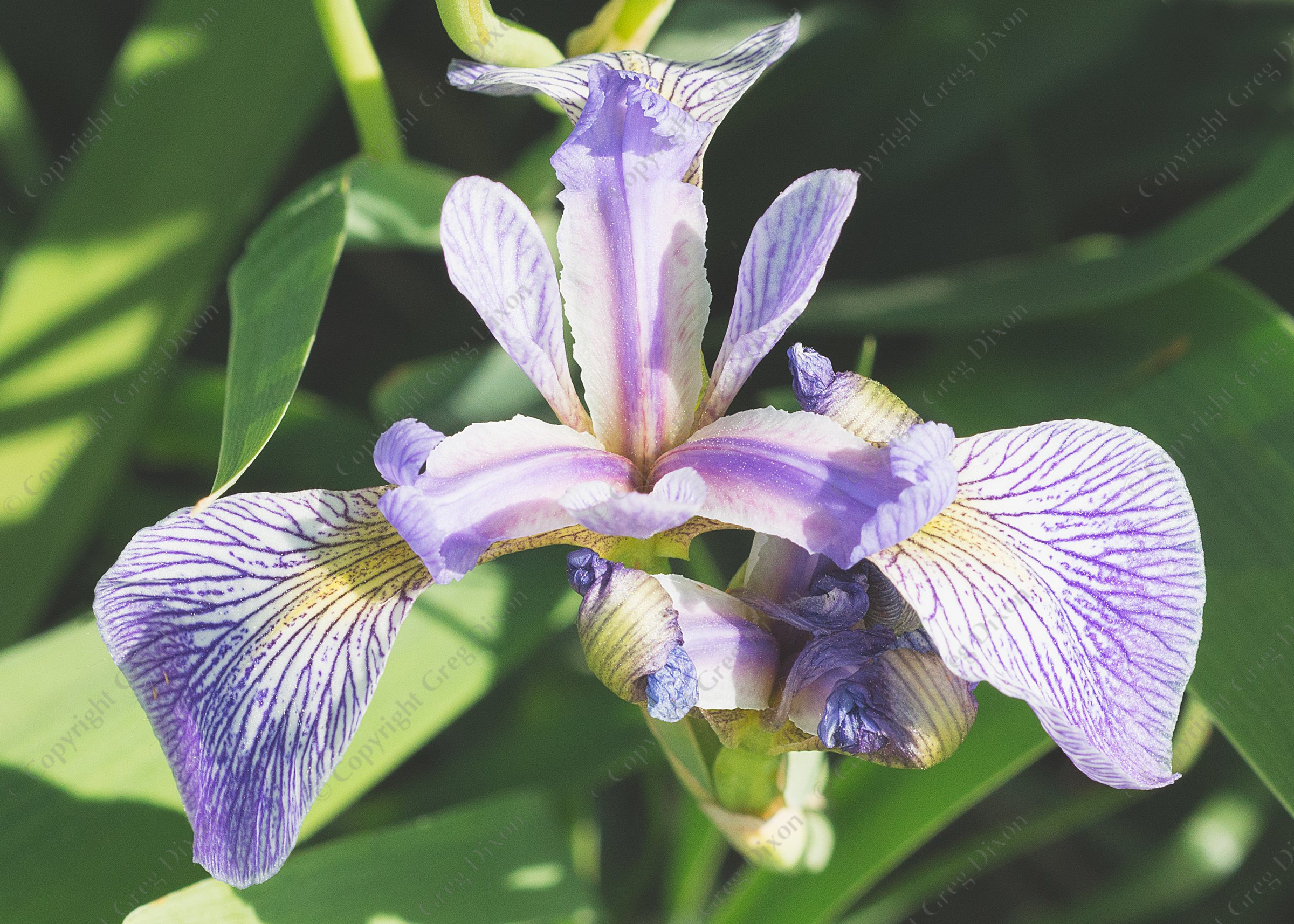 "Harlequin Blueflag Iris J1R"  Pheasant Branch Conservancy  Middleton, Wisconsin | Harlequin Blueflag Iris, also called Northern Blue Flag Iris or Large Blue Iris (Iris versicolor, a Wisconsin native wildflower). Photo from Pheasant Branch Conservancy on Wednesday, May 31, 2023 in Middleton, Wisconsin | Limited Edition of 10 Prints by Greg Dixon | Digital Photograph