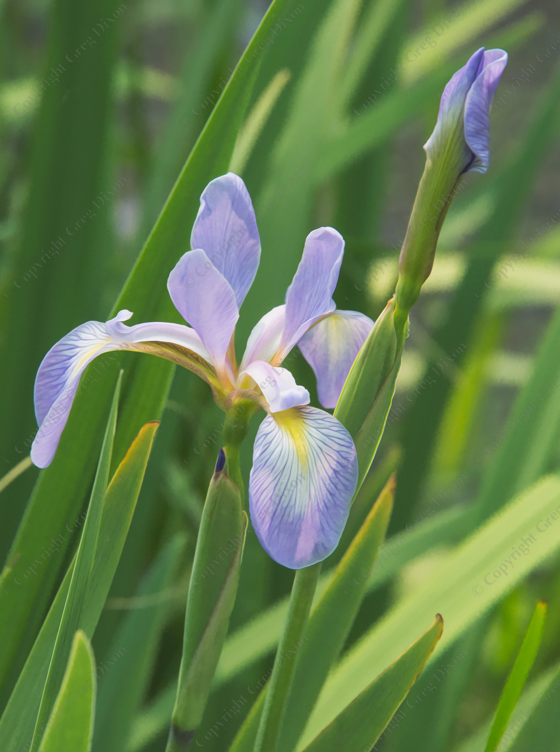 "Harlequin Blueflag Iris A4L"  Edna Taylor Conservation Park  Madison, Wisconsin | Harlequin Blueflag Iris, also called Northern Blue Flag Iris or Large Blue Iris (Iris versicolor) is native to Wisconsin. A number of these line the shore of the wetland between Virginia Henderson Elementary and the Aldo Leopold Nature Center. Photo from Edna Taylor Conservation Park on Sunday, June 4, 2023 in Madison, Wisconsin | Limited Edition of 10 Prints by Greg Dixon | Digital Photograph with Oil Painting Effect