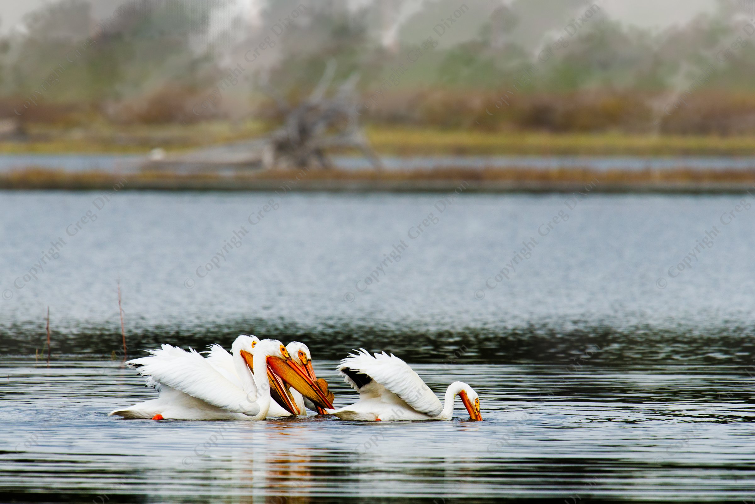 "Pelican Wash"  Yellowstone National Park  Pelican Creek | Four pelicans fish on Pelican Creek on the evening of Saturday, June 7, 2014 in Yellowstone National Park | Signature Edition Print by Greg Dixon | Digital Photograph with digital watercolor wash painted by hand