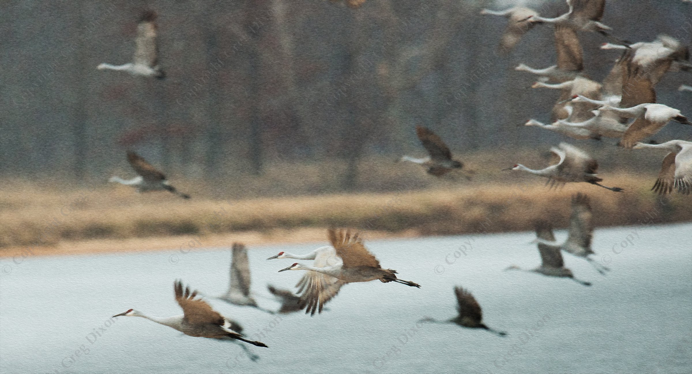 "Sandhill Crane Migration F9Z_0071"  Aldo Leopold Foundation  Wisconsin River | Sandhill take flight from a sandbar looking for a location to roost for the night near the Aldo Leopold Foundation on the Wisconsin River on Wednesday, November 22, 2016 | Signature Edition Print by Greg Dixon | Digital Photograph with oil painting effect