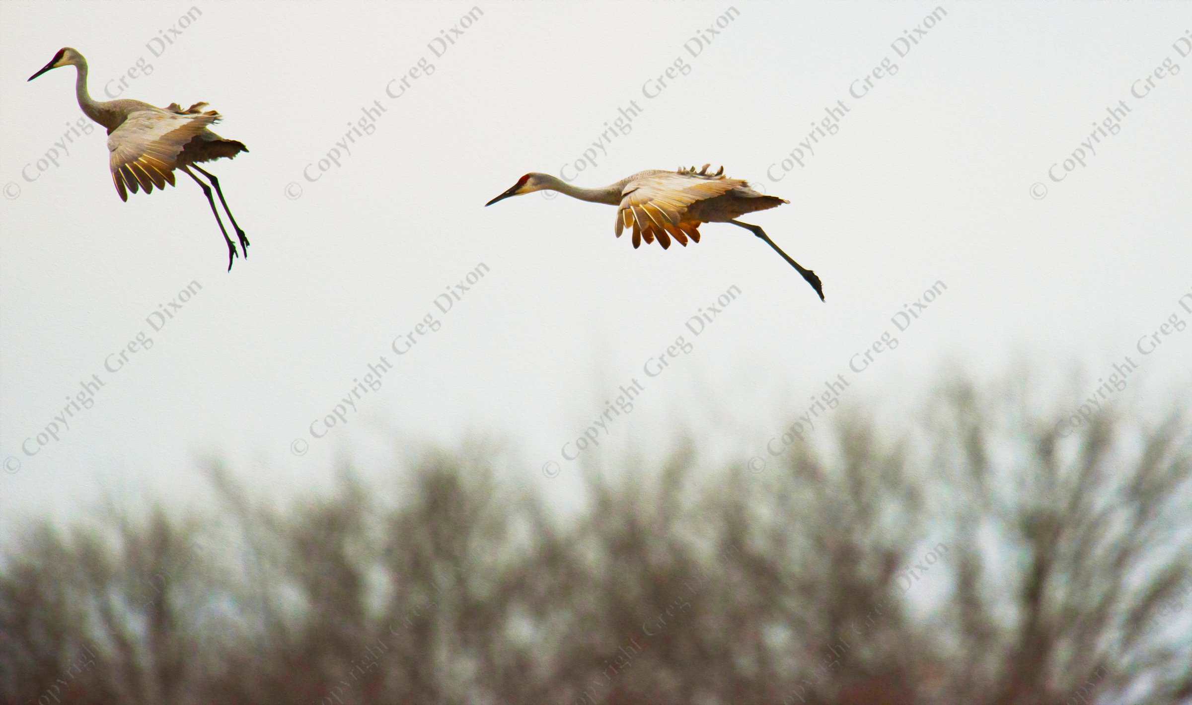 "Sandhill Crane Migration G1B_0048"  Aldo Leopold Foundation  Wisconsin River | Two sandhill cranes come in for a landing during fall migration along the Wisconsin River on Saturday, November 25, 2016 | Signature Edition Print by Greg Dixon | Digital Photograph with oil painting effect