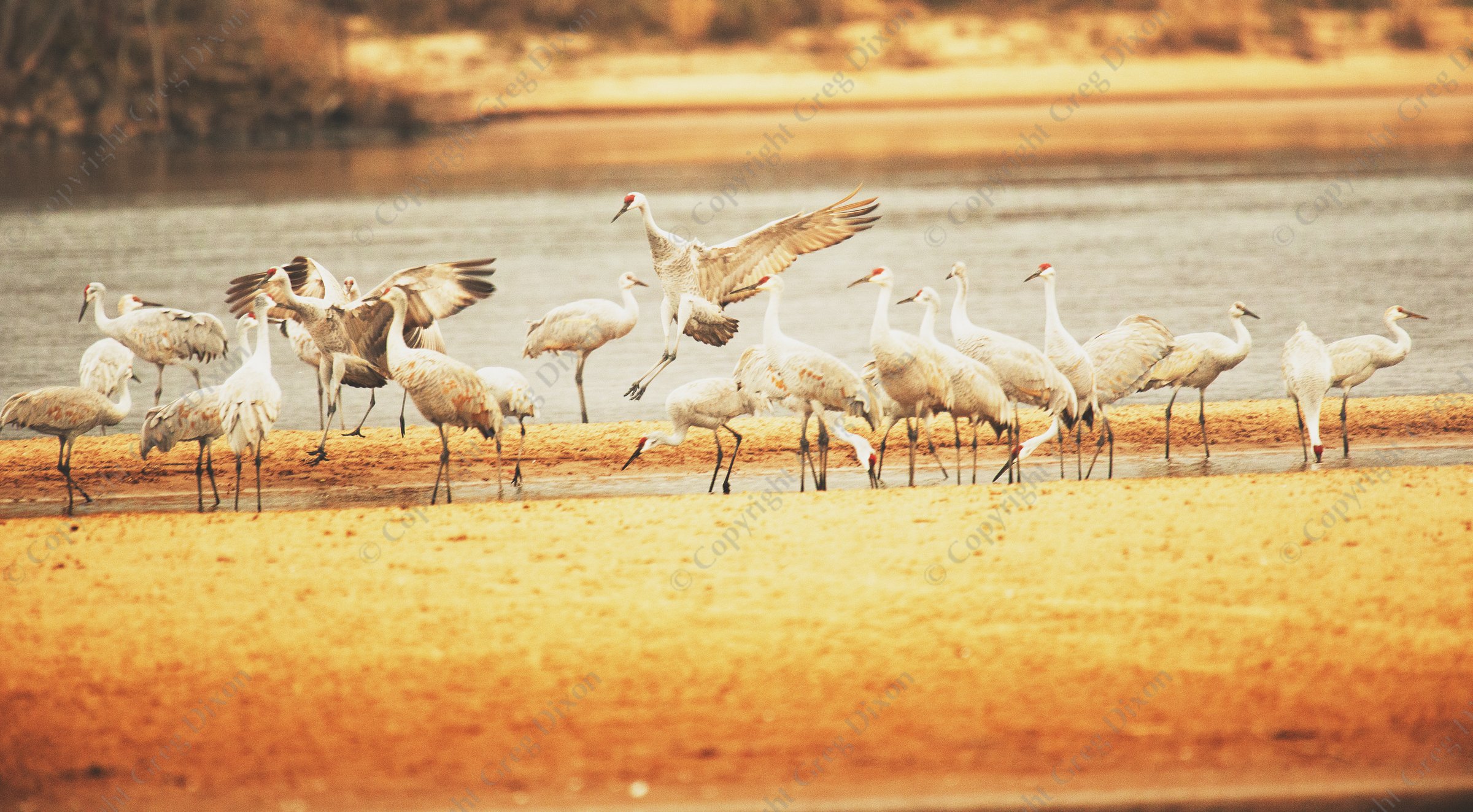 "Sandhill Crane Migration G1C_0044"  Aldo Leopold Foundation  Wisconsin River | Sandhill cranes fly in to roost for the night on Helena Island during fall migration at the Aldo Leopold Foundation near Baraboo, Wisconsin on Saturday, November 25, 2016 | Signature Edition Print by Greg Dixon | Digital Photograph