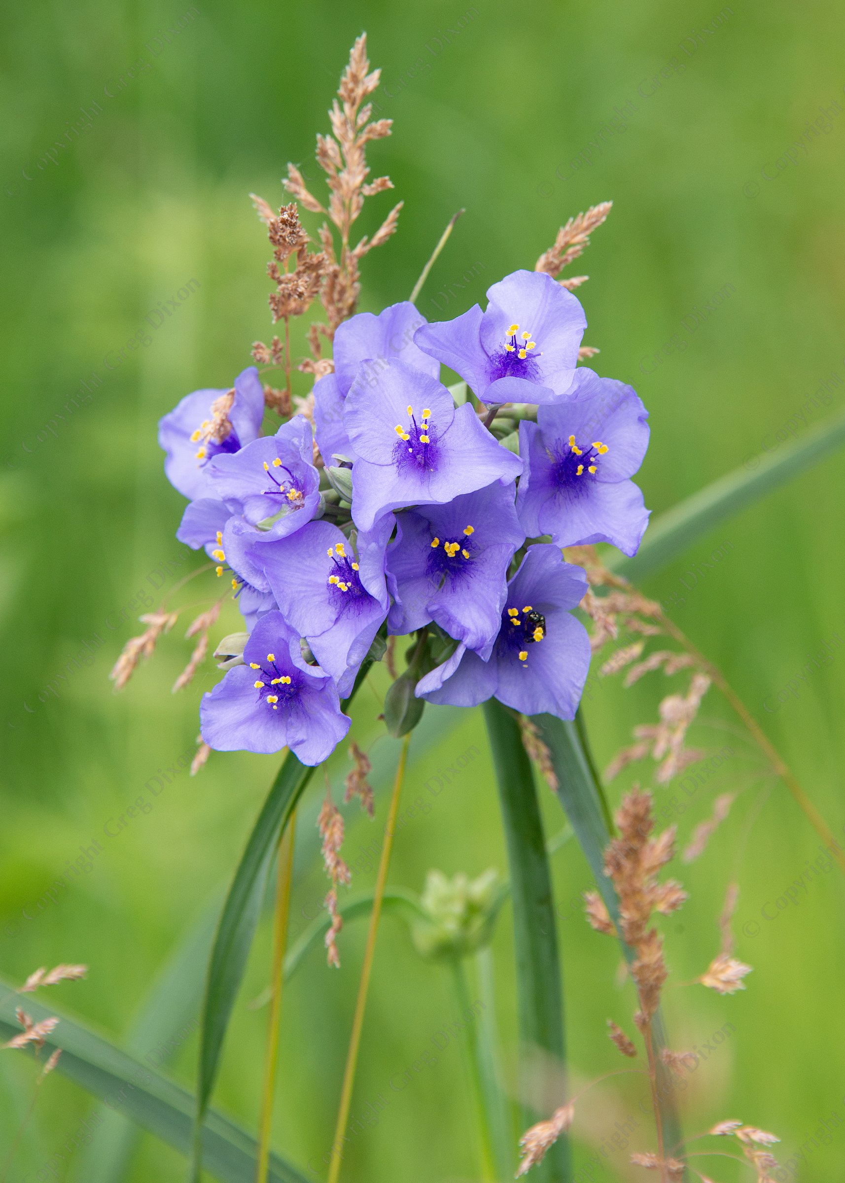 "Spiderwort and Prairie Grass"  Faville Grove Sanctuary  Lake Mills, Wisc. | Spiderwort (Tradescantia ohiensis) is a Wisconsin native. Photo from Faville Grove Sanctuary on Tuesday, June 17, 2025 near Lake Mills, Wisconsin | Limited Edition of 10 Prints by Greg Dixon | Digital Photograph