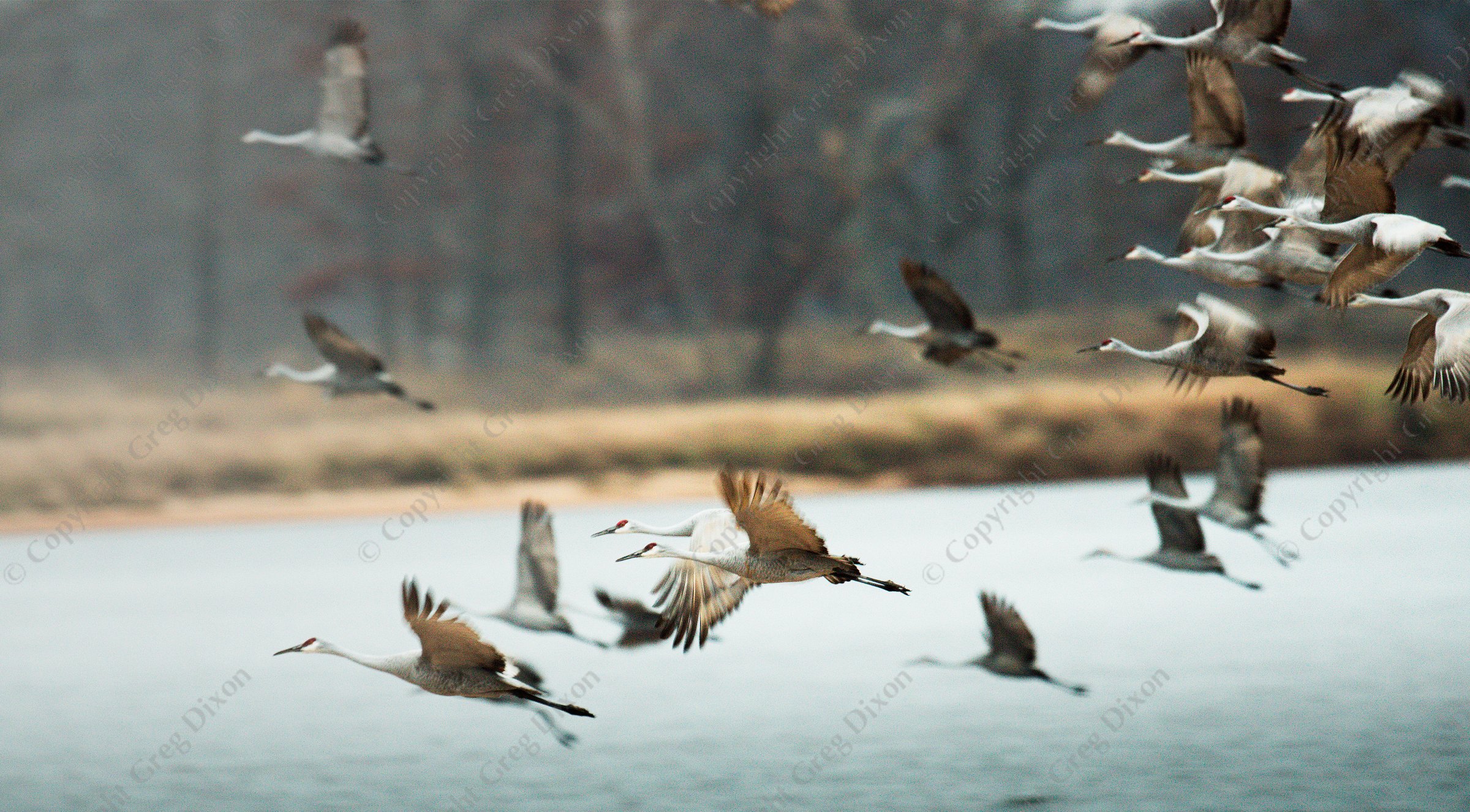 "Take Flight"  Sandhill Crane Migration  Aldo Leopold Foundation | Sandhill cranes fly over the Wisconsin River at the Aldo Leopold Foundation on Wednesday, November 22, 2016 near Baraboo, Wisconsin during fall migration | Signature Edition Print by Greg Dixon | Digital Photograph