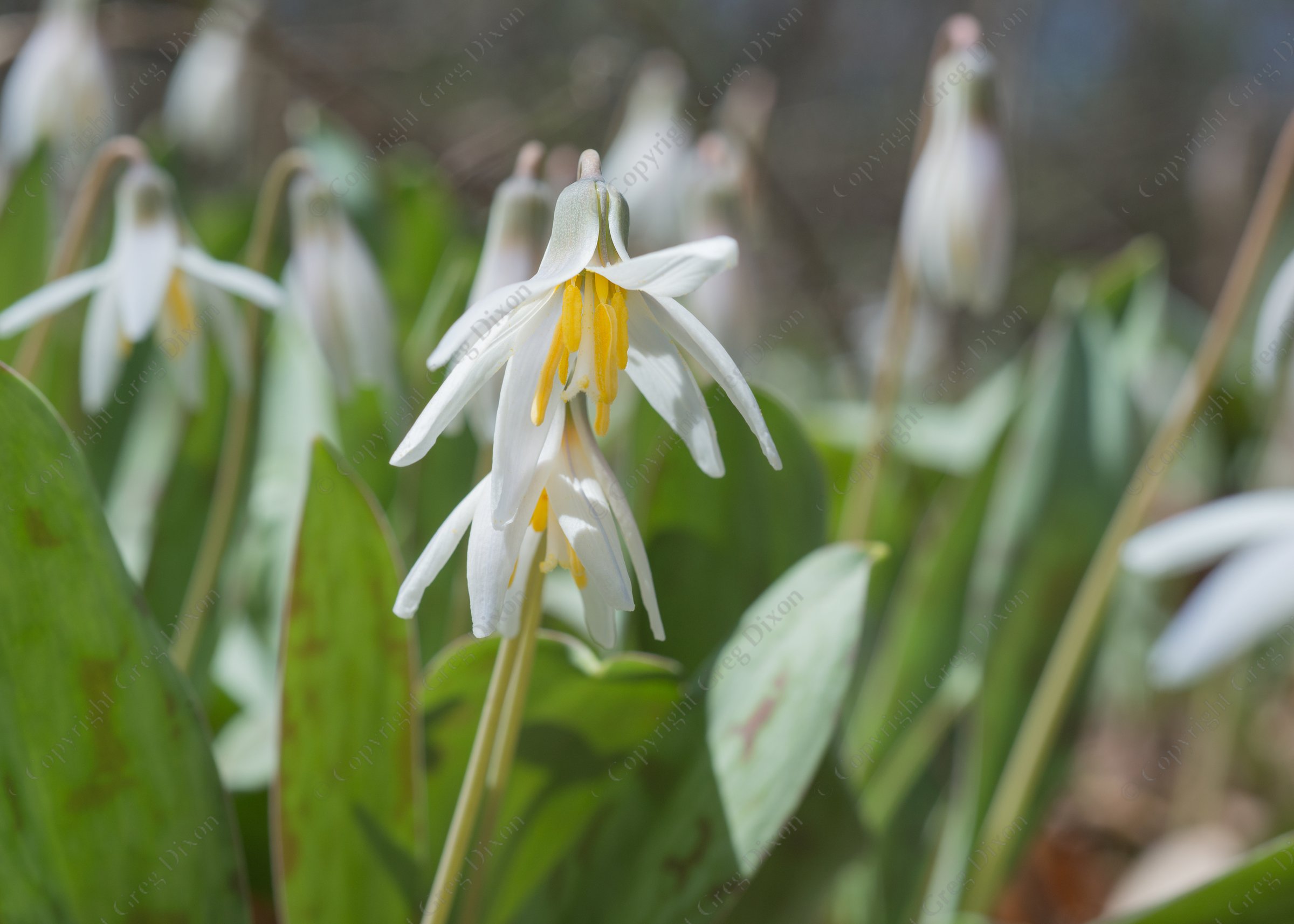 "Trout Lilies I9O_161"  Astico County Park  Columbus, Wisconsin | Trout Lilies (Erythronium americanum) at Astico County Park in Columbus, Wisconsin on Tuesday, Apr. 18, 2023 | Limited Edition of 10 Prints by Greg Dixon | Digital Photograph